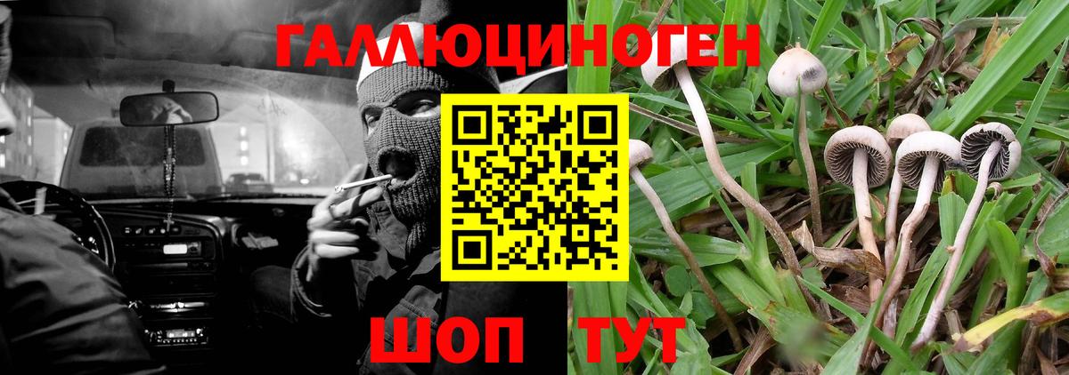 Галлюциногенные грибы Cubensis Чебоксары